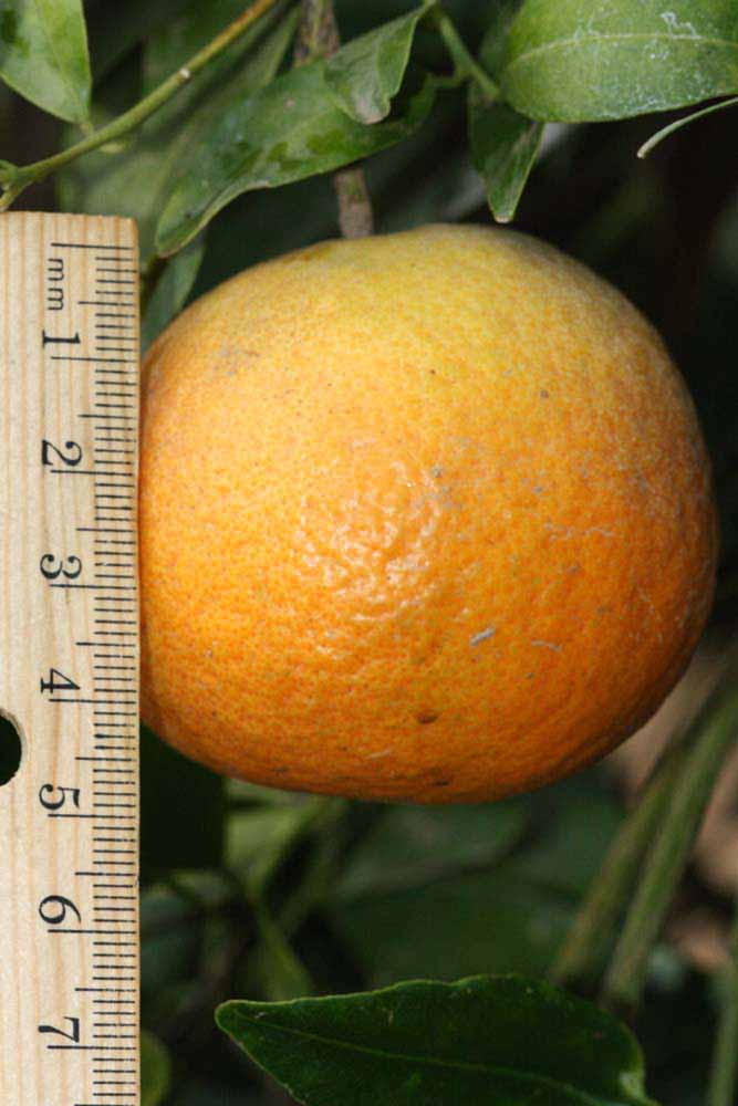            Fruit (Riverside, CA)   